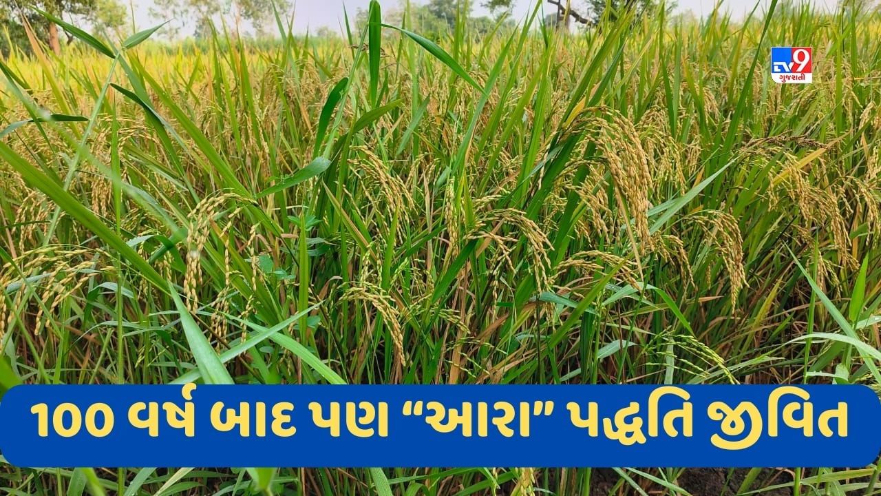 Navsari News : સરકારના ચોપડે નથી માન્યતા, દક્ષિણ ગુજરાતમાં 100 વર્ષ બાદ પણ આરા પદ્ધતિથી થાય છે ખરીદ વેચાણ