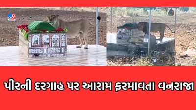 Gir Somnath : ખિલાવડ ગામે પીરની દરગાહ પર સિંહના આંટાફેરા - જુઓ Video Gir Somnath : ખિલાવડ ગામે પીરની દરગાહ પર સિંહના આંટાફેરા - જુઓ Video