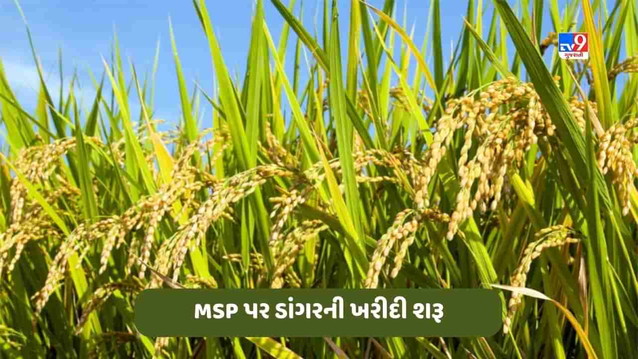 Paddy Procurement: આ રાજ્યમાં MSP પર ડાંગરની ખરીદી શરૂ કરવામાં આવી, જાણો ખેડૂતો કેવી રીતે કરી શકે છે તેના પાકનું વેચાણ