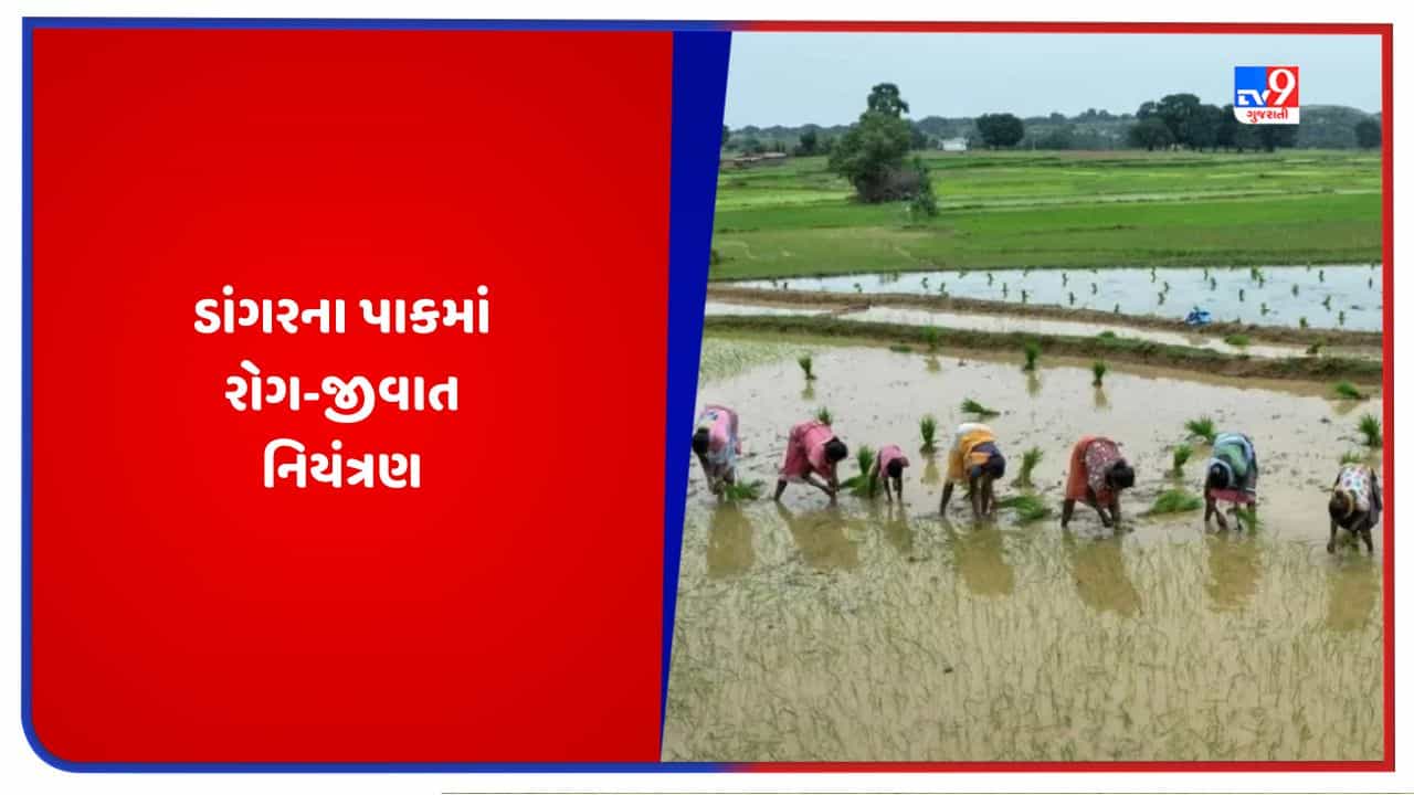 ખેડૂતોએ ઓક્ટોબર માસમાં ડાંગર, ચણા અને તુવેરના પાકમાં રોગ-જીવાતના નિયંત્રણની સાથે કરવાના થતા ખેતી કાર્યોની માહિતી