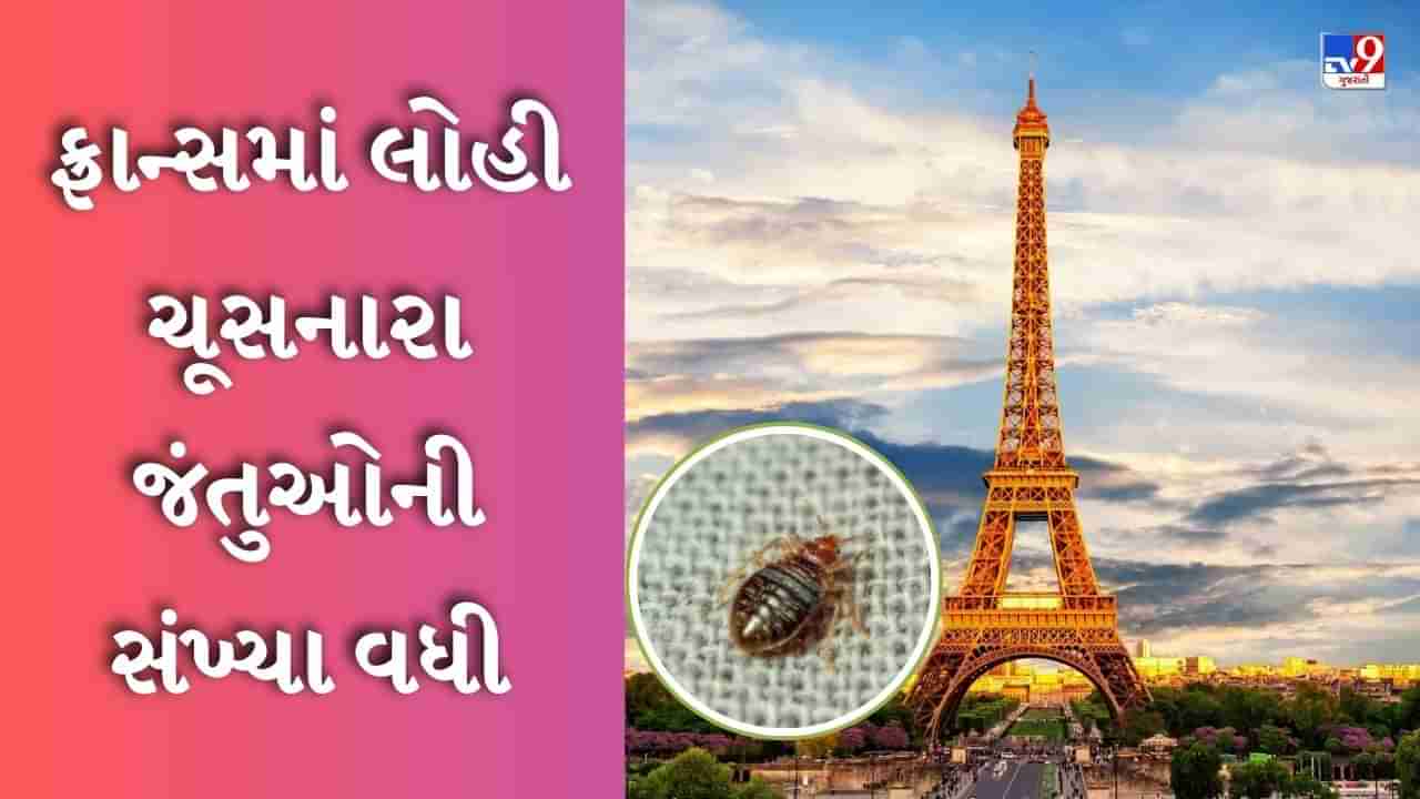 Paris News : કોઈ પણ સુરક્ષિત નથી ફ્રાન્સમાં લોહી ચૂસનારા જંતુઓની સંખ્યા વધી, લોકોનું જીવન બન્યું મુશ્કેલ, સરકારે તૈયાર કર્યો પ્લાન