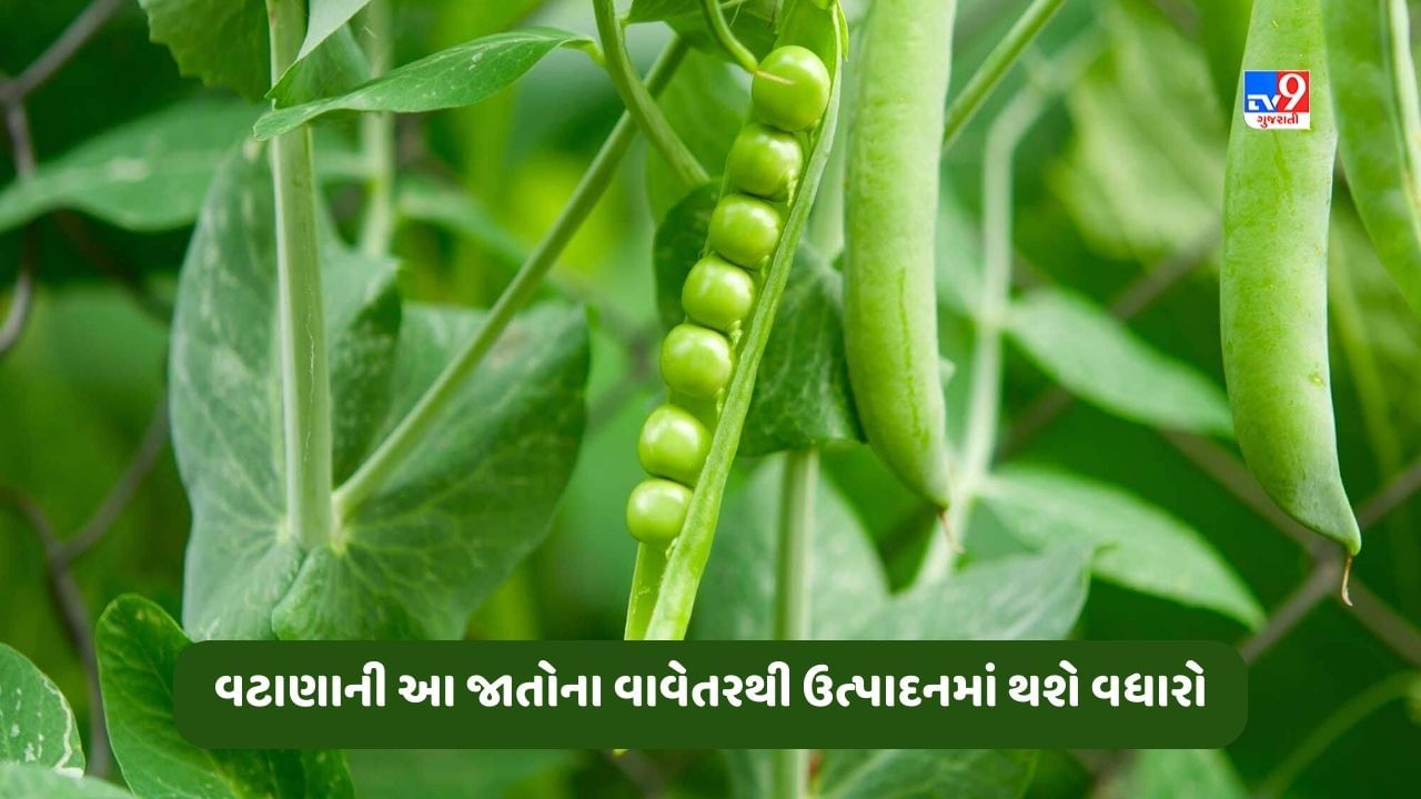 Peas Farming: વટાણાની આ સુધારેલી જાતોના વાવેતરથી ઉત્પાદન વધ્યું, જાણો કેવી રીતે ખેડૂતોની આવકમાં થશે વધારો