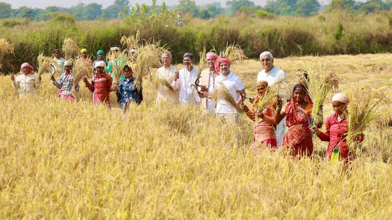 Rahul Gandhi in farm (3)