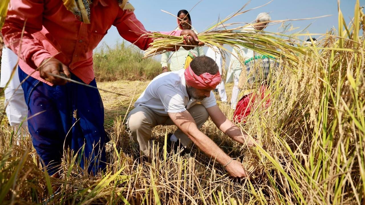 Rahul Gandhi in farm (4)