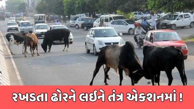 રાજકોટ વીડિયો : રખડતા ઢોરને લઇને તંત્ર એકશનમાં, ઢોર પકડ કામગીરીમાં વિક્ષેપ કરનારને થશે સજા રાજકોટ વીડિયો : રખડતા ઢોરને લઇને તંત્ર એકશનમાં, ઢોર પકડ કામગીરીમાં વિક્ષેપ કરનારને થશે સજા
