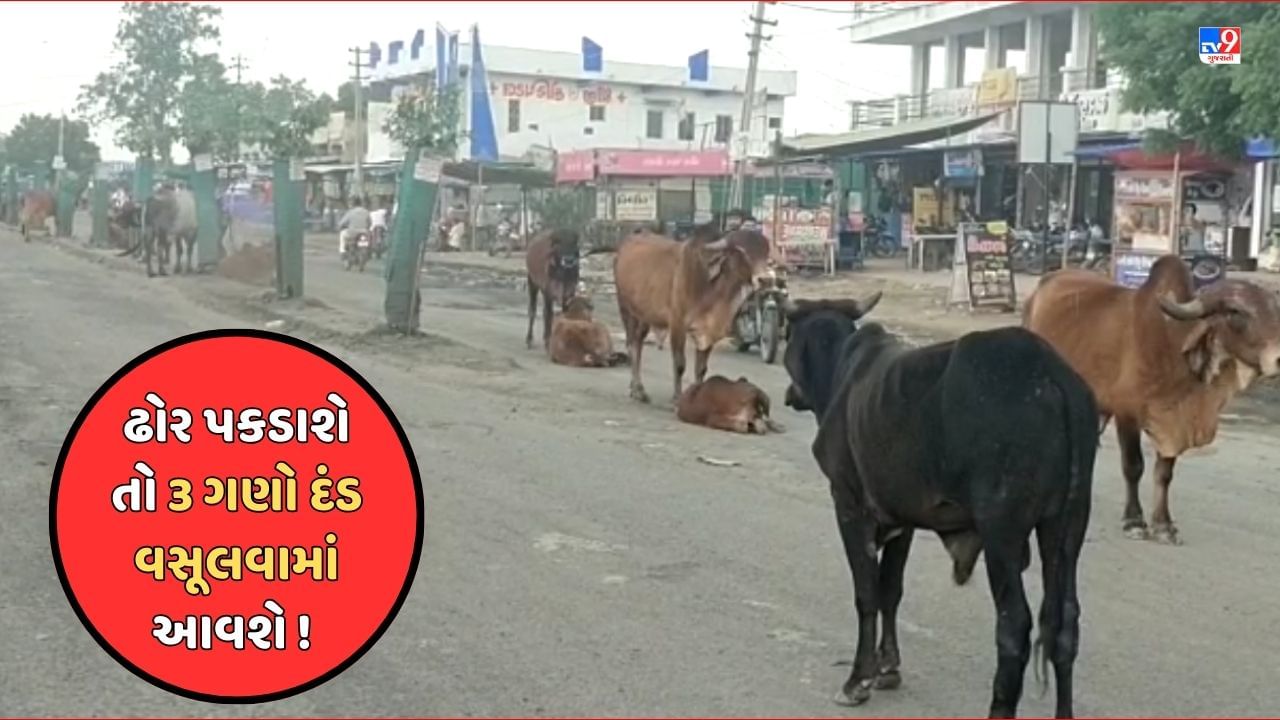 Rajkot Video : રાજકોટ કોર્પોરેશને ઢોર પર નિયંત્રણ માટે લીધો મહત્વનો નિર્ણય, સ્ટેન્ડિંગ કમિટીએ દંડની રકમ 3 ગણી કરી !