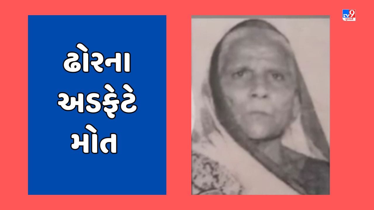 Rajkot Video: રખડતા ઢોરનો આતંક યથાવત! કોઠારીયા રોડ પર 91 વર્ષીય વૃદ્ધાને અડફેટે લેતા મોત Rajkot Video: રખડતા ઢોરનો આતંક યથાવત! કોઠારીયા રોડ પર 91 વર્ષીય વૃદ્ધાને અડફેટે લેતા મોત