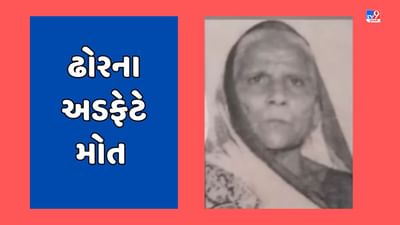 Rajkot Video: રખડતા ઢોરનો આતંક યથાવત! કોઠારીયા રોડ પર 91 વર્ષીય વૃદ્ધાને અડફેટે લેતા મોત Rajkot Video: રખડતા ઢોરનો આતંક યથાવત! કોઠારીયા રોડ પર 91 વર્ષીય વૃદ્ધાને અડફેટે લેતા મોત