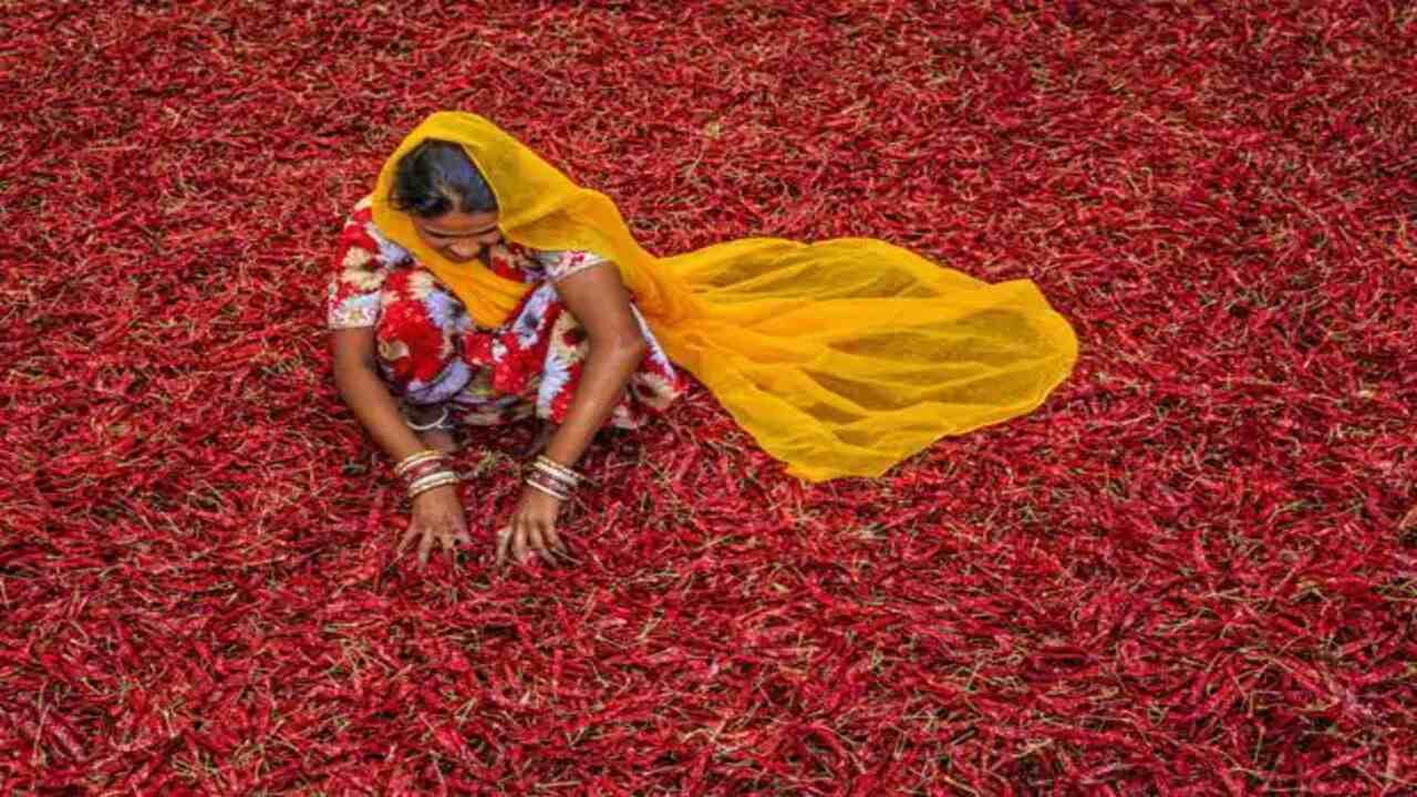 લાલ મરચાનું સેવન કરવાથી શરીરમાં લોહી વધે છે. તે બળતા લોહીને પણ ઓગળે છે. તમને જણાવી દઈએ કે ખરાબ લોહીને લાલ મરચાની મદદથી અસરકારક રીતે દૂર કરી શકાય છે.