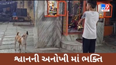 Bharuch Video : વાત શ્રદ્ધાની હોય ત્યાં પુરાવાની શી જરૂર? જુઓ શ્વાનની અનોખી ભક્તિ