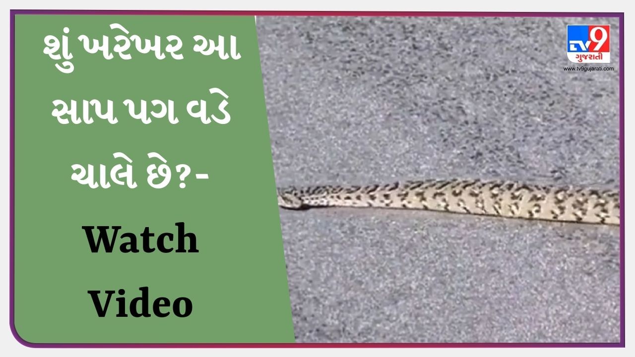 Shocking Viral Video : સાપની અનોખી હરકતો જોઈને લોકો મૂંઝાઈ ગયા, વીડિયો જોઈને લોકોએ કહ્યું- ઓહ તારી !