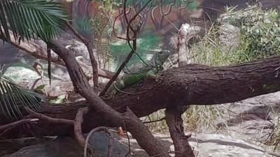 સ્ટેચ્યુ ઓફ યુનિટી ખાતે જંગલ સફારીમાં સ્નેક હાઉસનું આકર્ષણ ઉમેરાયું, જુઓ વિડીયો સ્ટેચ્યુ ઓફ યુનિટી ખાતે જંગલ સફારીમાં સ્નેક હાઉસનું આકર્ષણ ઉમેરાયું, જુઓ વિડીયો