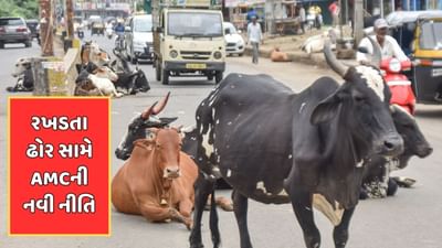 અમદાવાદ વીડિયો: હાઈકોર્ટના આદેશ બાદ AMCનું આકરુ વલણ, લાયસન્સ વિનાના ઢોરને શહેર બહાર ખસેડાશે અમદાવાદ વીડિયો: હાઈકોર્ટના આદેશ બાદ AMCનું આકરુ વલણ, લાયસન્સ વિનાના ઢોરને શહેર બહાર ખસેડાશે