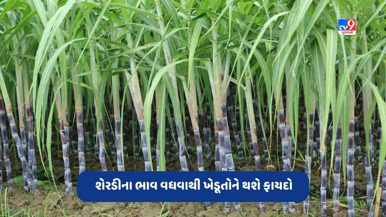 Sugarcane Price: શેરડીના ભાવમાં થઈ શકે છે વધારો, જાણો ખેડૂતોને થશે કેટલો ફાયદો