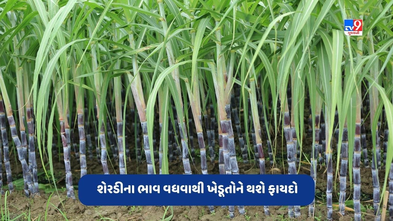 Sugarcane Price: શેરડીના ભાવમાં થઈ શકે છે વધારો, જાણો ખેડૂતોને થશે કેટલો ફાયદો