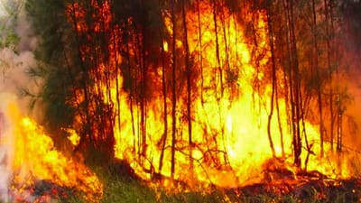 Sydney News: ગરમીથી સંઘર્ષ કરી રહ્યું છે ઓસ્ટ્રેલિયા, જંગલમાં આગ લાગવાનું વધી રહ્યું છે જોખમ