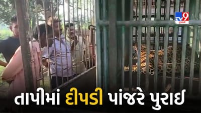 Tapi : વાલોડ તાલુકાના મોરદેવી ગામેથી દીપડી પાંજરે પુરાઈ, જુઓ Video