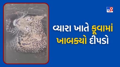 Tapi : વ્યારા તાલુકાના કોહલી ગામે કૂવામાં દીપડો ખાબક્યો, વન વિભાગે કરી રેસ્ક્યુ કામગીરી, જુઓ Video