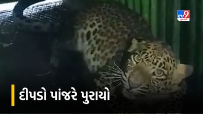 Tapi Video : વ્યારાના ચિખલદા ગામેથી દીપડો પાંજરે પુરાયો, જુઓ Video Tapi Video : વ્યારાના ચિખલદા ગામેથી દીપડો પાંજરે પુરાયો, જુઓ Video