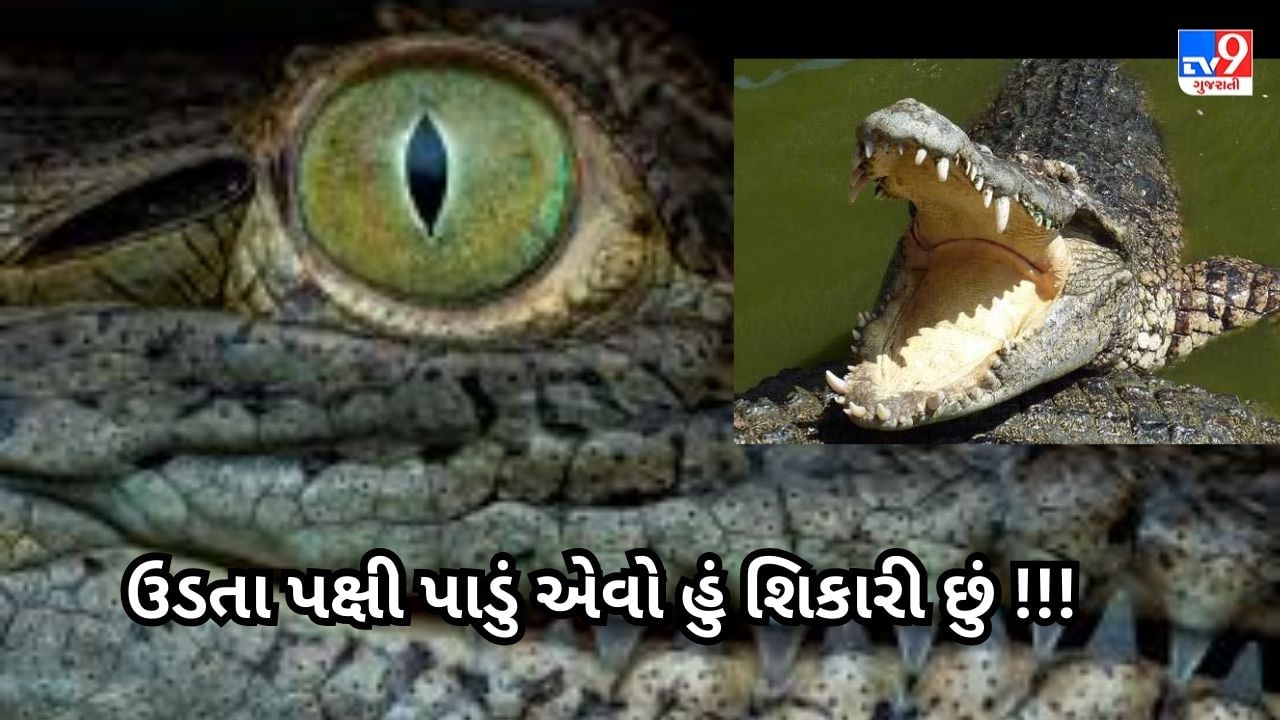 VIDEO: મગરે ઉડતા પક્ષીને બનાવ્યો બ્રેકફાસ્ટ,  VIDEO જોશો તો દંગ રહી જશો