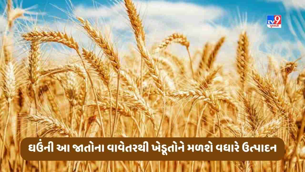 Wheat Farming: ખેડૂતો ઘઉંની આ સુધારેલી જાતનું વાવેતર કરીને મેળવી શકશે એક હેક્ટરે 74 ક્વિન્ટલ સુધીનું ઉત્પાદન