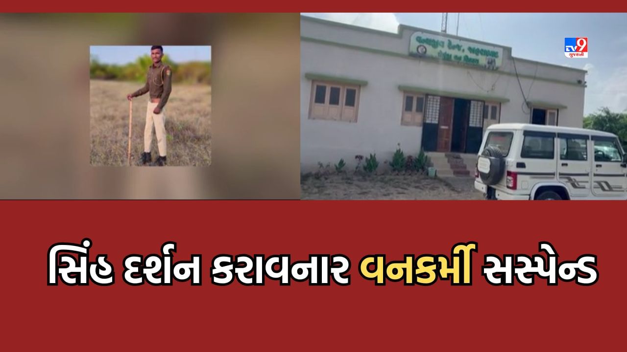 Amreli: વનવિભાગના કર્મચારીને ઈન્સ્ટા લાઈવ કરી સિંહ દર્શન કરાવવું ભારે પડ્યુ, કરાયો ફરજ મોકુફ- Video