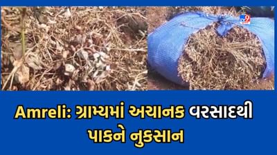 Amreli : બગસરાના ગ્રામ્ય વિસ્તારોમાં વરસાદી માહોલ, ખેતરોમાં તૈયાર પાકને નુકસાનની ભીતિ-Video Amreli : બગસરાના ગ્રામ્ય વિસ્તારોમાં વરસાદી માહોલ, ખેતરોમાં તૈયાર પાકને નુકસાનની ભીતિ-Video