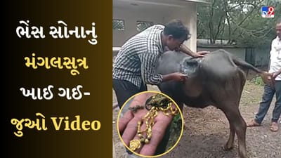 Mumbai News : આ ભેંસે ભારે કરી! ખાઈ ગઈ અઢી તોલાનું મંગલસુત્ર, હોસ્પિટલમાં કરવુ પડ્યું ઓપરેશન-Watch Video Mumbai News : આ ભેંસે ભારે કરી! ખાઈ ગઈ અઢી તોલાનું મંગલસુત્ર, હોસ્પિટલમાં કરવુ પડ્યું ઓપરેશન-Watch Video