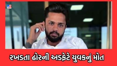 Bhavnagar: રખડતા ઢોરની અડફેટ આવતા વધુ એક આશાસ્પદ યુવકનુ મોત, ઘોઘા સર્કલ નજીકનો બનાવ- Video Bhavnagar: રખડતા ઢોરની અડફેટ આવતા વધુ એક આશાસ્પદ યુવકનુ મોત, ઘોઘા સર્કલ નજીકનો બનાવ- Video