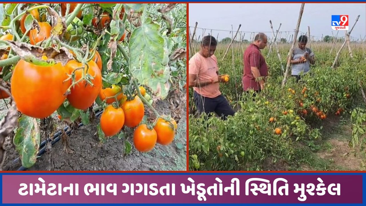 Sabarkantha: ટામેટાનુ ઉત્પાદન કરનારા ખેડૂતોની સ્થિતિ કપરી બની, 1 લાખ રુપિયા ખર્ચ સામે 2 રુપિયા કિલો વેચાઈ રહ્યા છે