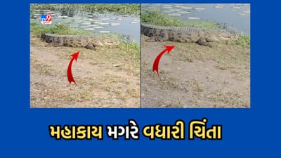 Gir Somnath: ઉના મચ્છુન્દ્રી નદીમાં મહાકાય મગર આવી ચડતા લોકોમાં ભયનો માહોલ- જુઓ Video
