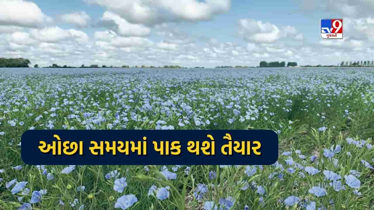 આ ખેતી ઓછા પાણી અને ઓછા ખર્ચે આપે છે સારી ઉપજ, 95 દિવસમાં પાક થાય છે તૈયાર, જાણો ખેતીની પદ્ધતિ