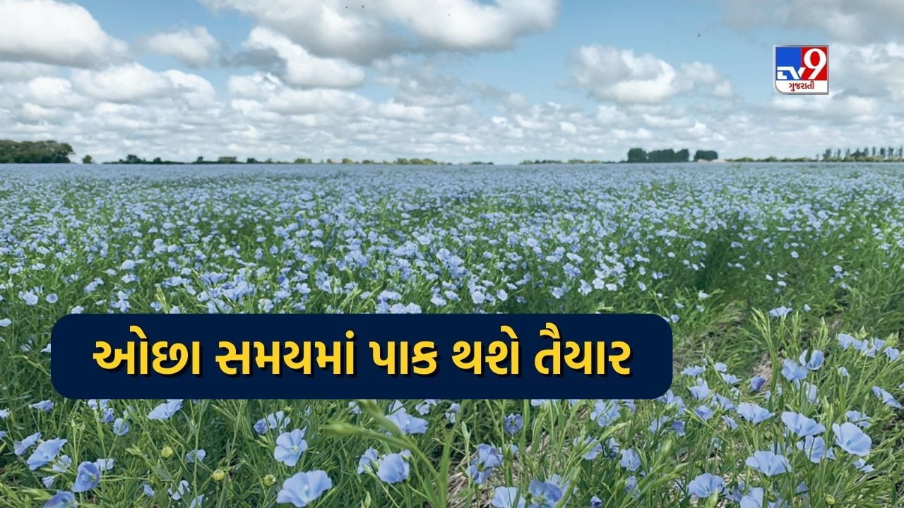 આ ખેતી ઓછા પાણી અને ઓછા ખર્ચે આપે છે સારી ઉપજ, 95 દિવસમાં પાક થાય છે તૈયાર, જાણો ખેતીની પદ્ધતિ