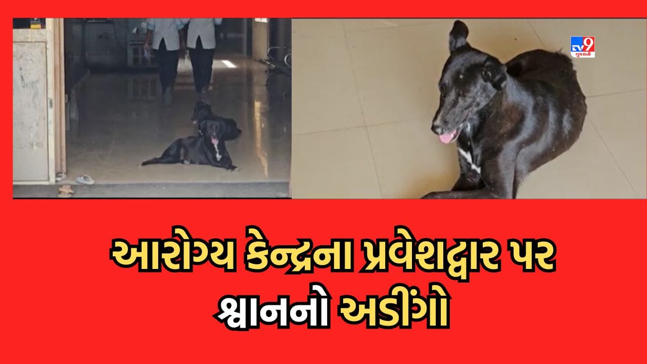 Surat: કામરેજ આરોગ્ય કેન્દ્રની ઘોર બેદરકારી, પ્રવેશદ્વાર પાસે જ શ્વાને જમાવ્યો અડીંગો- જુઓ Video Surat: કામરેજ આરોગ્ય કેન્દ્રની ઘોર બેદરકારી, પ્રવેશદ્વાર પાસે જ શ્વાને જમાવ્યો અડીંગો- જુઓ Video