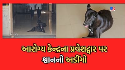 Surat: કામરેજ આરોગ્ય કેન્દ્રની ઘોર બેદરકારી, પ્રવેશદ્વાર પાસે જ શ્વાને જમાવ્યો અડીંગો- જુઓ Video Surat: કામરેજ આરોગ્ય કેન્દ્રની ઘોર બેદરકારી, પ્રવેશદ્વાર પાસે જ શ્વાને જમાવ્યો અડીંગો- જુઓ Video