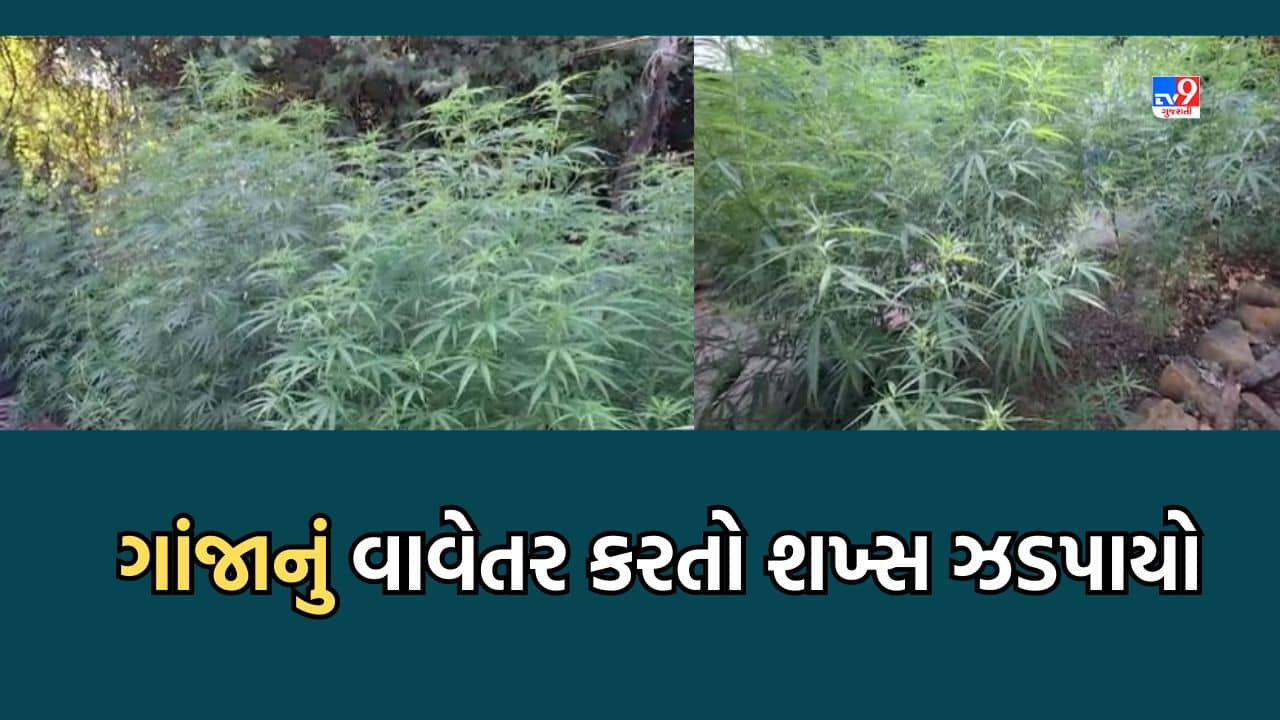 Junagadh: ઓસા ઘેડ ગામમાં ઝડપાયુ ગાંજાનું વાવેતર, SOGએ એક શખ્સની કરી ધરપકડ- Video