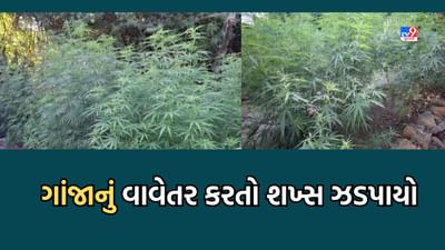 Junagadh: ઓસા ઘેડ ગામમાં ઝડપાયુ ગાંજાનું વાવેતર, SOGએ એક શખ્સની કરી ધરપકડ- Video
