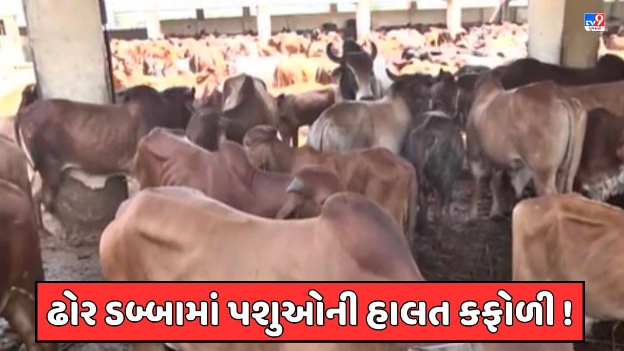 Jamnagar Video : જામનગરમાં ઢોર ડબ્બામાં પશુઓની દયનીય હાલત ! યોગ્ય કાળજી ન લેતા પશુઓની હાલત કફોળી થઈ હોવાનો વિપક્ષે કર્યો આક્ષેપ
