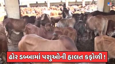 Jamnagar Video : જામનગરમાં ઢોર ડબ્બામાં પશુઓની દયનીય હાલત ! યોગ્ય કાળજી ન લેતા પશુઓની હાલત કફોળી થઈ હોવાનો વિપક્ષે કર્યો આક્ષેપ Jamnagar Video : જામનગરમાં ઢોર ડબ્બામાં પશુઓની દયનીય હાલત ! યોગ્ય કાળજી ન લેતા પશુઓની હાલત કફોળી થઈ હોવાનો વિપક્ષે કર્યો આક્ષેપ