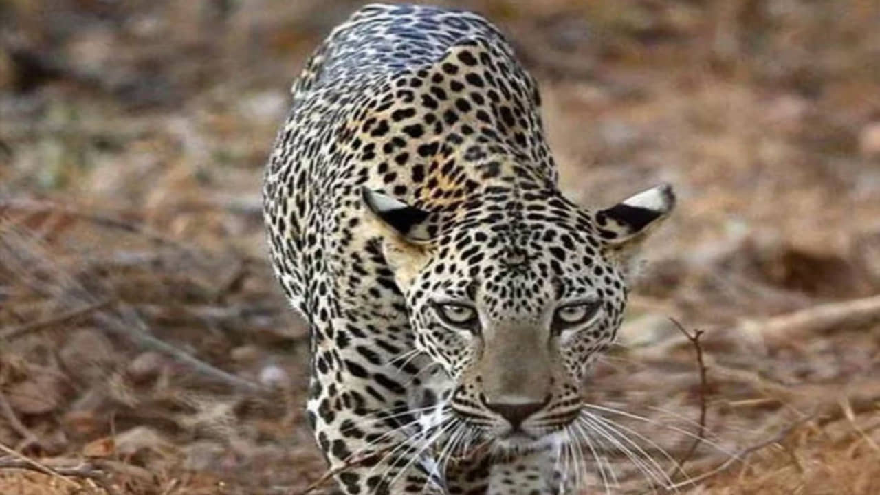 સુરત : માંગરોળના રહેણાંક વિસ્તારમાં દીપડો ઘુસ્યો, લોકો ઘરમાં કેદ થયા, જુઓ વિડીયો