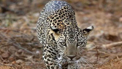 સુરત : માંગરોળના રહેણાંક વિસ્તારમાં દીપડો ઘુસ્યો, લોકો ઘરમાં કેદ થયા, જુઓ વિડીયો