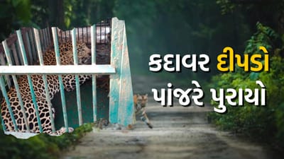 નવસારીમાં આતંક મચાવનાર કદાવર દીપડો પાંજરે પુરાયો