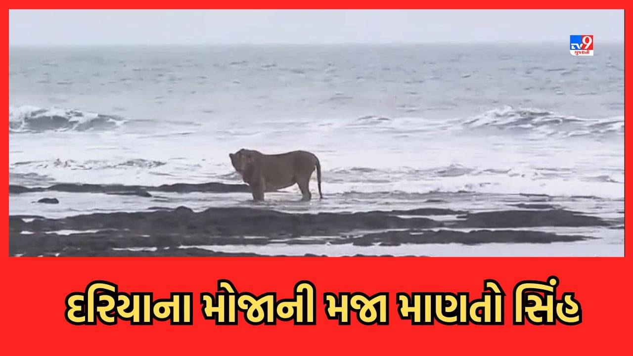 Junagadh Video: જુનાગઢના માંગરોળમાં દરિયાના મોજાની મજા માણતો સિંહનો Video વાયરલ