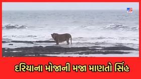 માંગરોળમાં દરિયાના મોજાની મજા માણતો સિંહનો વીડિયો વાયરલ માંગરોળમાં દરિયાના મોજાની મજા માણતો સિંહનો વીડિયો વાયરલ