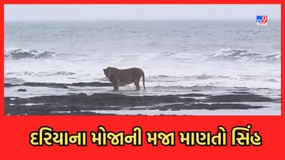 Junagadh Video: જુનાગઢના માંગરોળમાં દરિયાના મોજાની મજા માણતો સિંહનો Video વાયરલ Junagadh Video: જુનાગઢના માંગરોળમાં દરિયાના મોજાની મજા માણતો સિંહનો Video વાયરલ