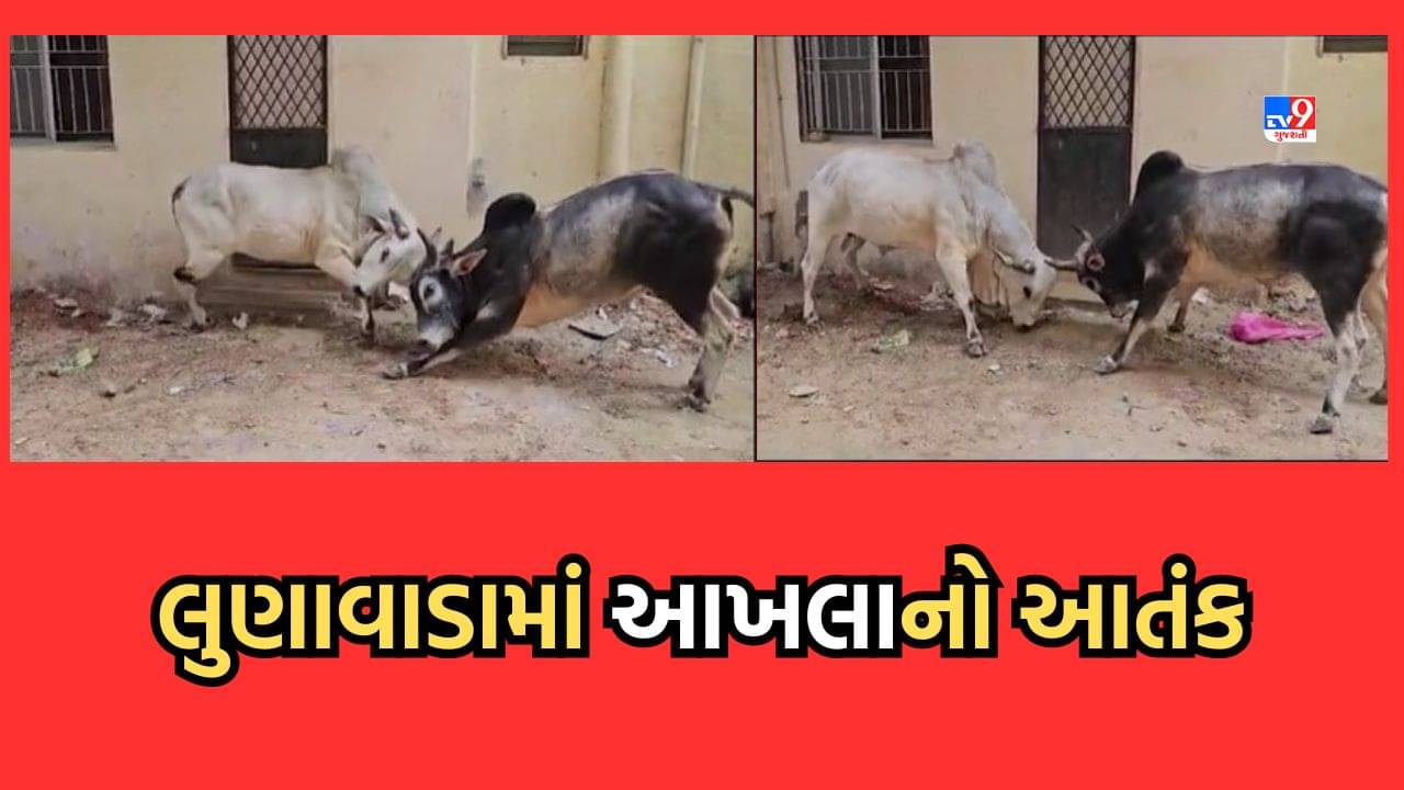 Mahisagar : લુણાવાડામાં સામે આવ્યો આખલાનો આતંક, ચાર કોસિયા નાકા પાસે રસ્તા વચ્ચે બે આખલા બાખડ્યા- Video