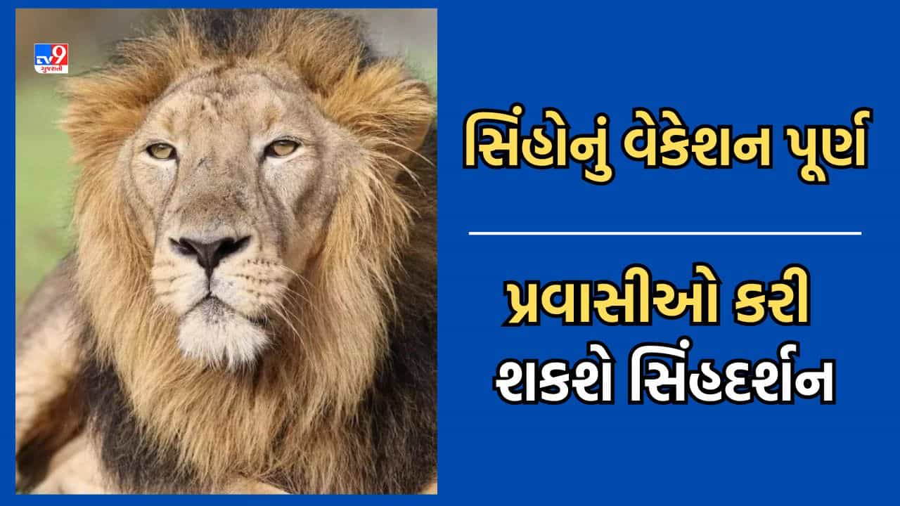 Junagadh: સિંહ પ્રેમીઓ આનંદો, સાસણ સફારી પાર્ક 4 મહિનાના વેકેશન બાદ ફરી મુકાયુ ખુલ્લુ-Video