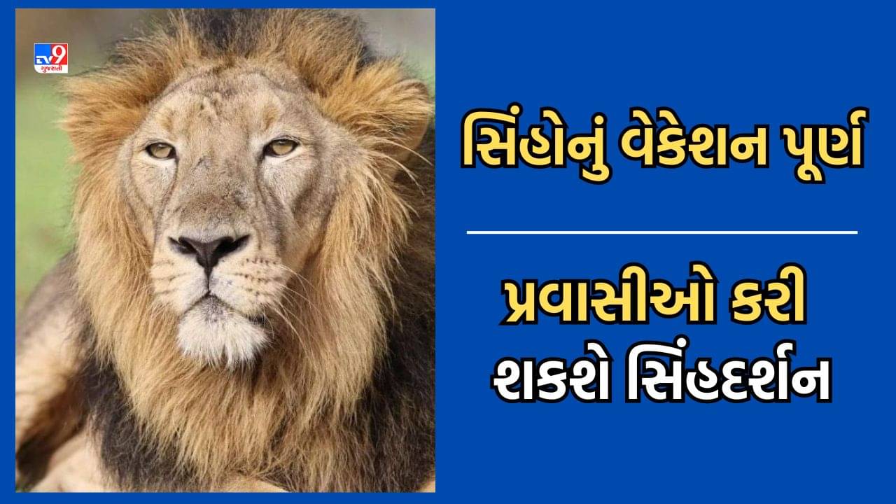 Junagadh: સિંહ પ્રેમીઓ આનંદો, સાસણ સફારી પાર્ક 4 મહિનાના વેકેશન બાદ ફરી મુકાયુ ખુલ્લુ-Video