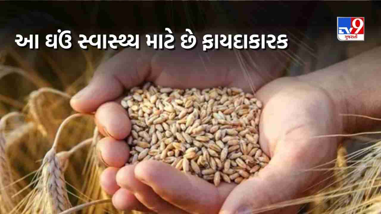 Sharbati Wheat Benefits : ઘઉંનો રાજા કહેવામાં આવે છે ઘઉંની આ જાતને, જાણો તેમાં શું છે ખાસ અને સ્વાસ્થ્ય માટે કઈ રીતે ફાયદાકારક