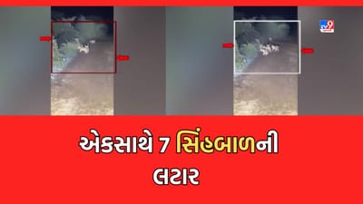 Amreli: સાવરકુ઼ંડલાના મેવાસા વડલી મંદિર સિંહબાળની લટાર કેમેરામાં કેદ- જુઓ Video